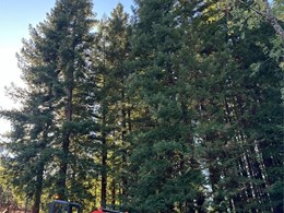 Servicios de plantación en Pontevedra 